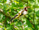 Goldfinch - Szczygieł